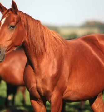 Suplementos para caballos: cómo mejorar el rendimiento y la recuperación