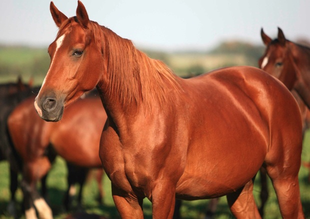 Suplementos para caballos: cómo mejorar el rendimiento y la recuperación